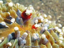 Posing Mushroom Coral Shrimps in Panabolon, Dauin by Daniel Wernli 